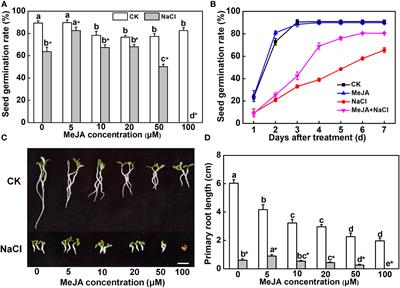 Transcriptomic analysis reveals that methyl jasmonate confers salt tolerance in alfalfa by regulating antioxidant activity and ion homeostasis